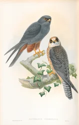 Illustration af Erythropus Vespertinus (Orange-legged Hobby)