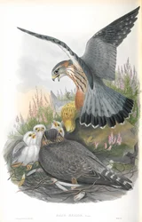 Illustration af Falco Aesalon (Merlin)