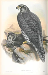 Illustration af Falco Gyrfalco (norsk Gyrfalcon)