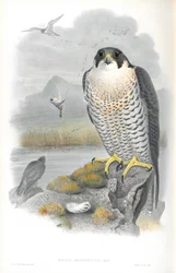 Illustration af Falco Peregrinus (Peregrine Falcon)