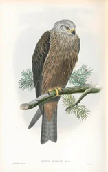 Illustration af Milvus migrans (sort glente)