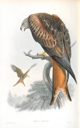 Illustration af Milvus Regalis (Kite; Gilead)