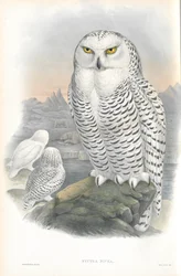 Illustration af Nyctea Nivea (Snowy Owl)