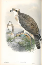 Illustration af Pandion Haliaetus (Fiskeørn)