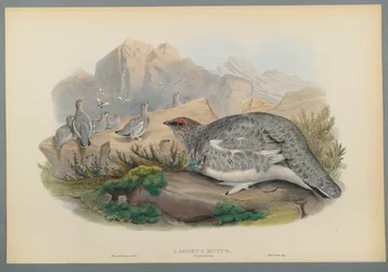 Lagopus Mutus, efterårsfjerdragt: Almindelig rype (farve litho på vævet papir)