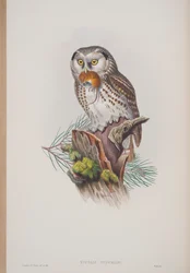 Nyctale Tengmalmi, plade fra The Birds of Great Britain af John Gould, udgivet 1862-73 (håndkoloreret litografi)