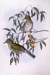 Olivenrygget oriole (Oriolus sagittatus), gravering af John Gould