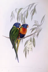 Udsmykket lorikeet (Trichoglossus ornatus), Indgravering af John Gould