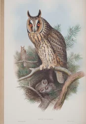 Otus Vulgaris, plade fra The Birds of Great Britain af John Gould, udgivet 1862-73 (håndkoloreret litografi)
