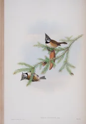 Parus Cristatus, plade fra The Birds of Great Britain af John Gould, udgivet 1862-73 (håndkoloreret litografi)