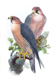 Vandrefalke, Falco peregrinus babylonicus Sclater