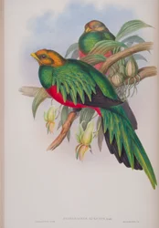 Pharomacrus Auriceps, plade fra The Birds of Great Britain af John Gould, udgivet 1862-73 (håndkoloreret litografi)
