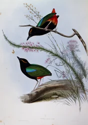 Rainbow Pitta (Pitta iris), gravering fra Birds of Australia