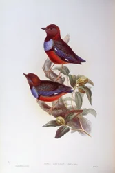 Rødbuget pitta (Pitta erythrogaster), Indgravering af John Gould