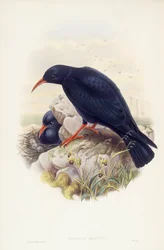 Rødnæbbet chough (Pyrrhocorax pyrrhocorax), gravering af John Gould