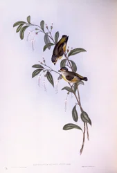 Rødbrynet pardalote (Pardalotus rubricatus), Indgravering af John Gould