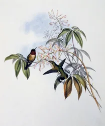Ruby-throated Hummingbird (Archilochus colubris), gravering fra Monograph of Trochilidae eller Humming Birds (1849-1861), af John Gould (1804-1881), Storbritannien