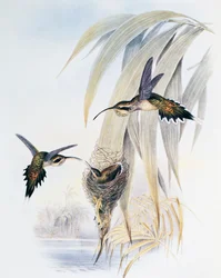 Skælhalset eremit (Phaethornis eurynome), gravering fra Monograph of Trochilidae eller Humming Birds (1849-1861), af John Gould (1804-1881), Storbritannien
