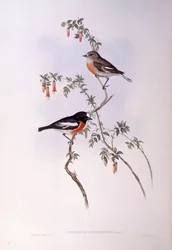 Scarlet robin (Petroica multicolour), gravering af John Gould