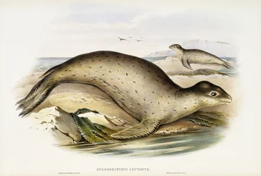 Søleopard