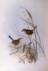 Tværstribet calamanthus (Calamanthus fuliginosus), Indgravering af John Gould