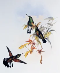 Stribehalet kolibri (Eupherusa eximia), stik fra Monograph of Trochilidae or Humming Birds (1849-1861), af John Gould (1804-1881), Storbritannien