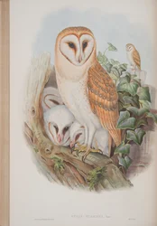 Strix Flammea, tallerken fra The Birds of Great Britain af John Gould, udgivet 1862-73 (håndfarvet litho)