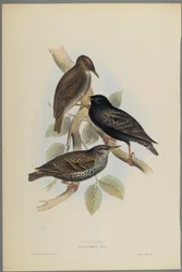 Sturnus Vulgaris - Stær (farve litho på vævet papir)