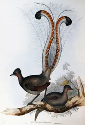 Fremragende Lyrebird (Menura superba)