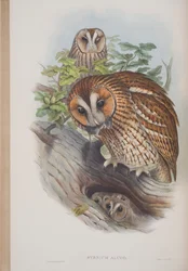 Syrnium Aluco, plade fra The Birds of Great Britain af John Gould, udgivet 1862-73 (håndfarvet litho)