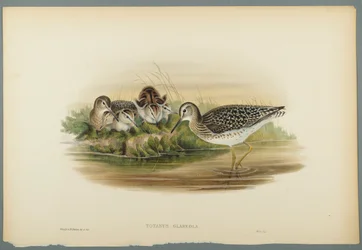 Totanus Glareola - Sandpiper (farve litho på vævet papir)