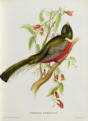 Trogon Ambiguus fra 