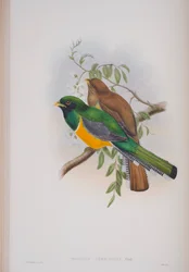 Trogon Atricollis, plade fra The Birds of Great Britain af John Gould, udgivet 1862-73 (håndkoloreret litografi)