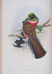 Trogon Mexicanus, plade fra The Birds of Great Britain af John Gould, udgivet 1862-73 (håndkoloreret litografi)