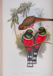 Trogon Personatus, plade fra The Birds of Great Britain af John Gould, udgivet 1862-73 (håndkoloreret litografi)