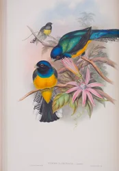 Trogon Ramoniana, plade fra The Birds of Great Britain af John Gould, udgivet 1862-73 (håndkoloreret litografi)