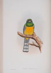 Trogon Tenellus, plade fra The Birds of Great Britain af John Gould, udgivet 1862-73 (håndkoloreret litografi)