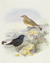 Variabel hvede (Oenanthe picata), gravering af John Gould