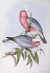 Violethalset lory (Eos squamata), gravering af John Gould