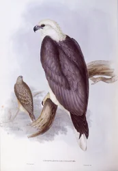 Hvidbuget fiskeørn (Haliaeetus leucogaster), Indgravering af John Gould