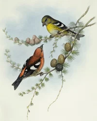 Hvidvinget korsnæb (Loxia leucoptera), Indgravering af John Gould