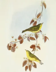 Skovsanger (Phylloscopus sibilatrix), Indgravering af John Gould