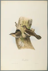 Yunx Torquilla: Wry Neck (farve litho på vævet papir)
