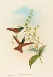 Diphogena aurora (Goulds regnbue)