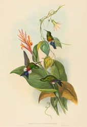 Eriocnemis cupreiventris (Kobberagtigt udluftet puff-leg)