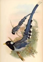 Gulnæbbet blå elster Urocissa flavirostris (Blyth)