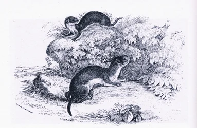 Studies of Badgers, Nature in Britain udgivet af Collins