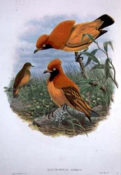 Xanthomelus Aureus (farve litho)