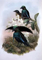 Lophornina - Superb Bird of Paradise (farve litho)