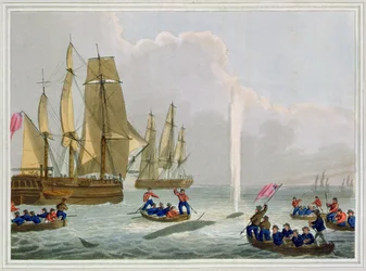 Boats Approaching a Whale, graveret af Matthew Dubourg (fl.1785-1820), udgivet af Edward Orme, 1813